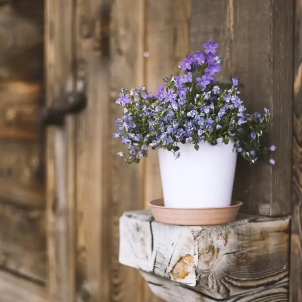 Aux Ducs de Savoie Terrasses (7)